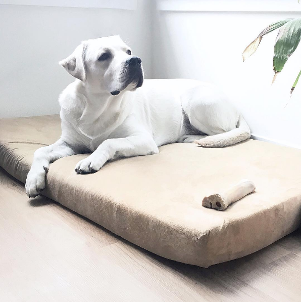 5 Tips for Choosing the Perfect Pet Bed
