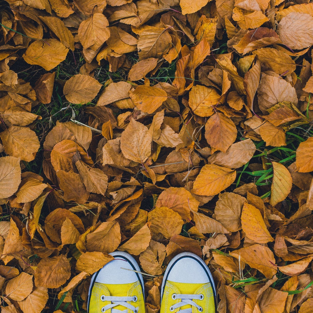 Transitioning from Summer to Fall