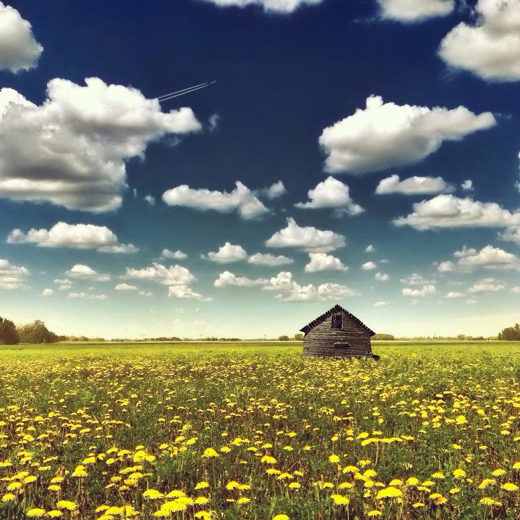 Not Just Weeds - Beautiful Uses For Dandelion