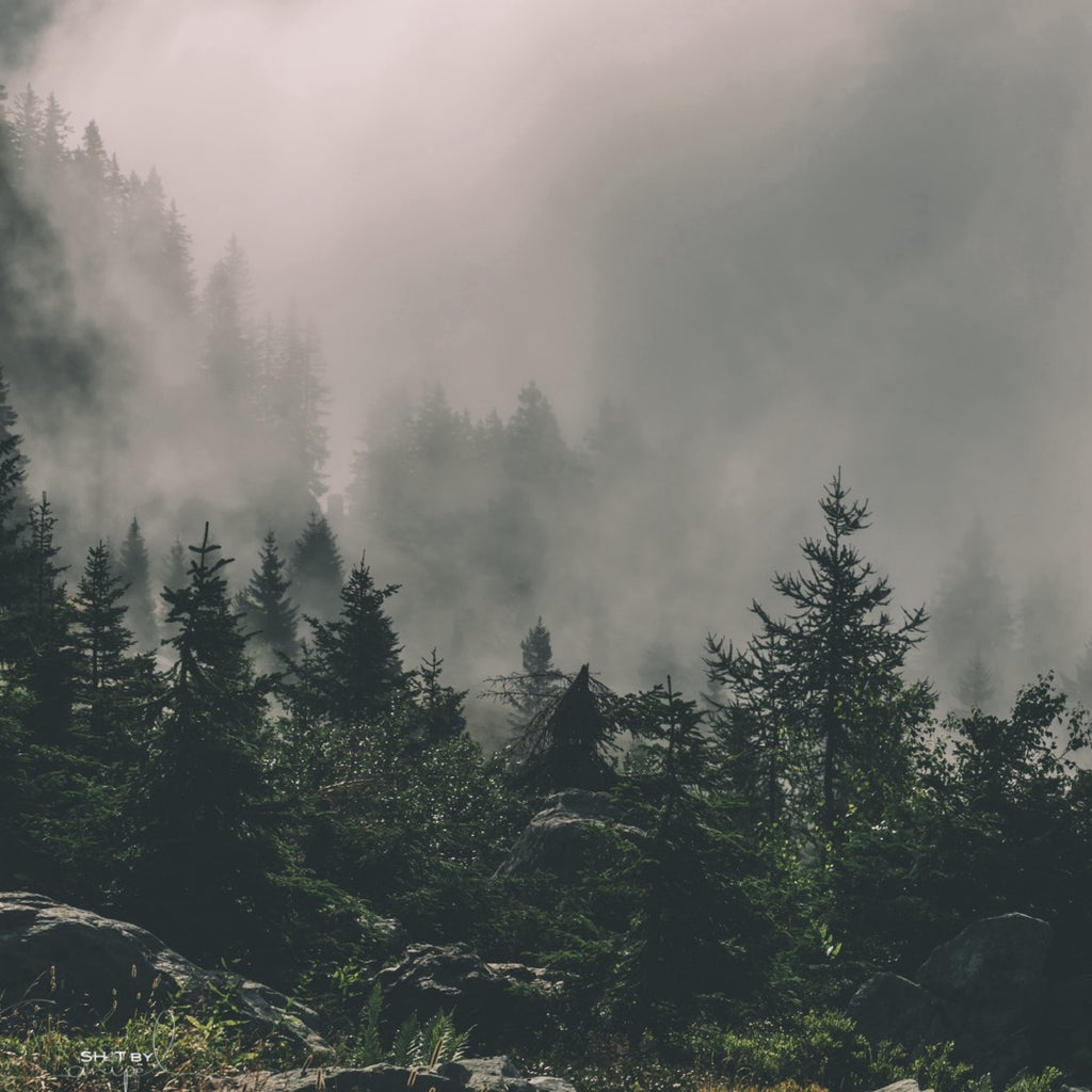 Five Ways to Support Your National Forests