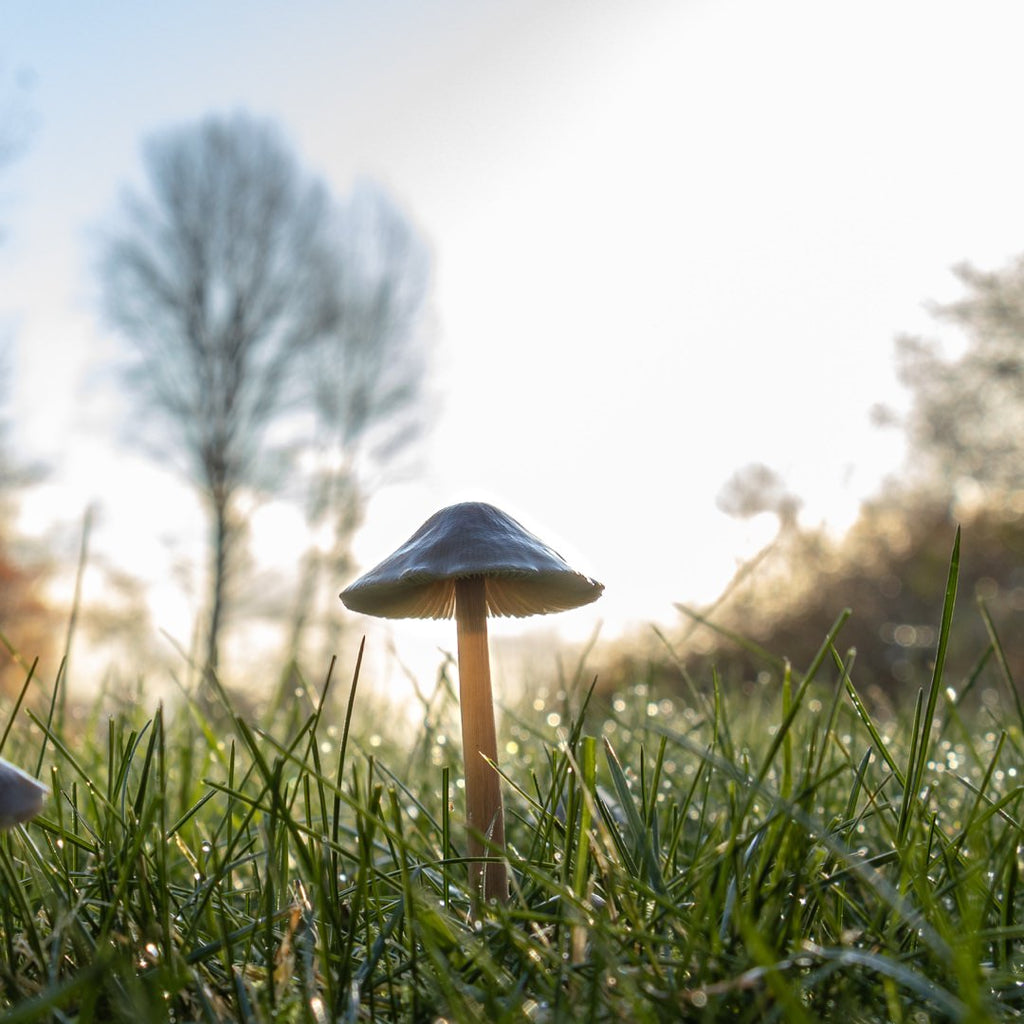 Lovable Mushrooms