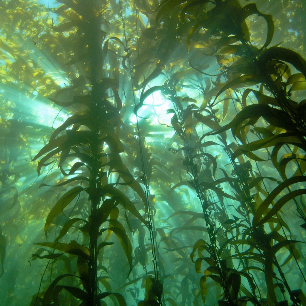 The Nonprofit Reforesting The Ocean