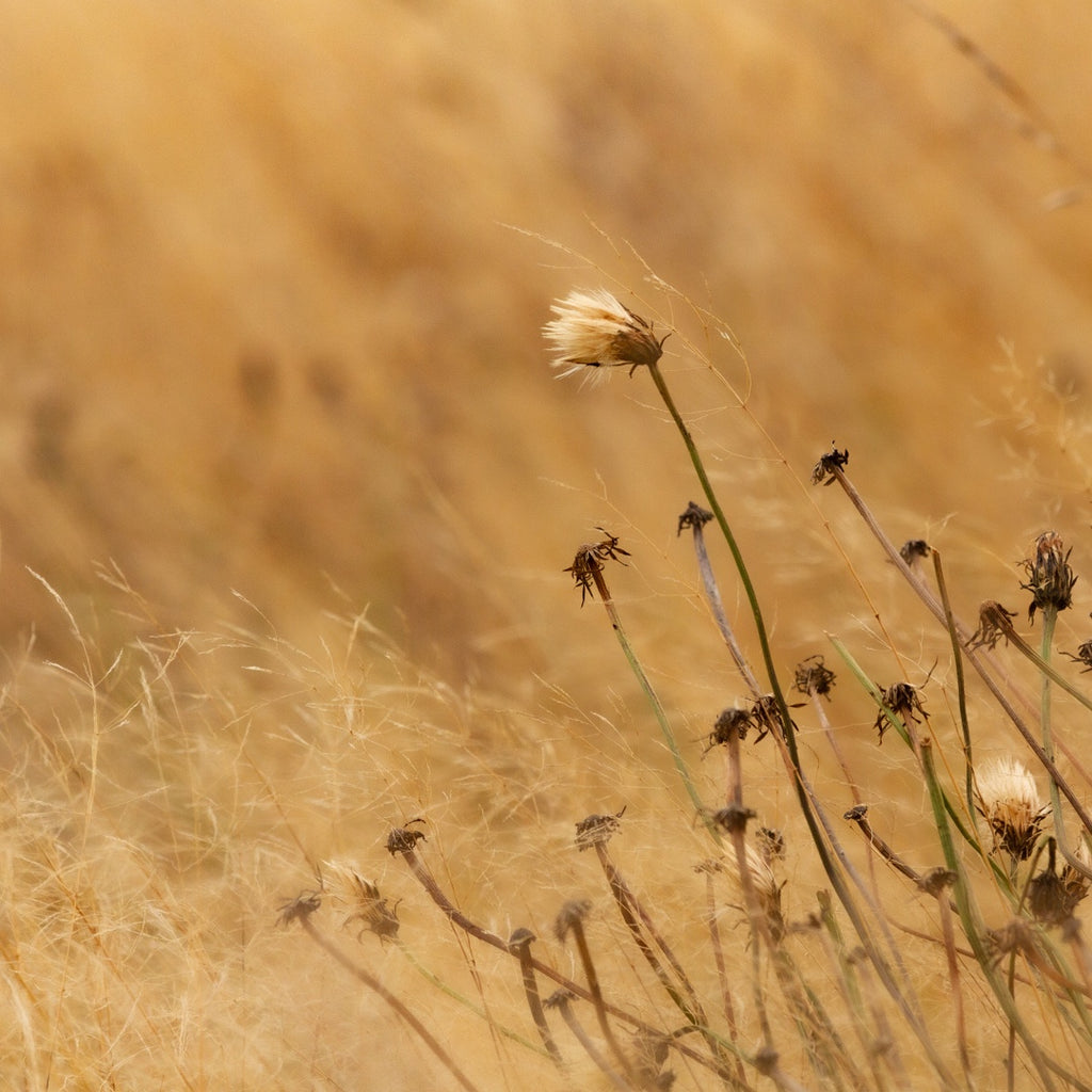 Mindfulness & Self-Hypnosis