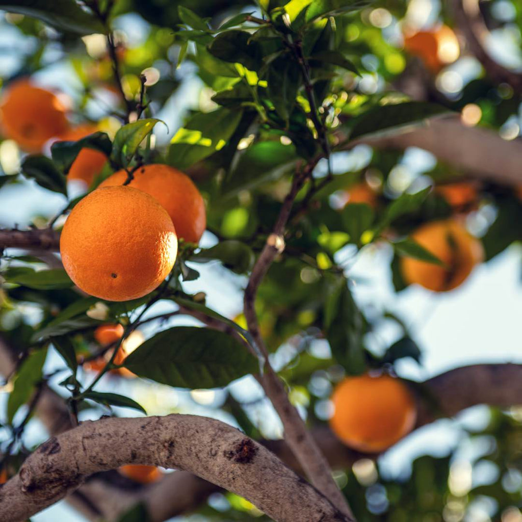More Than Oranges, The Superpowers of Vitamin C