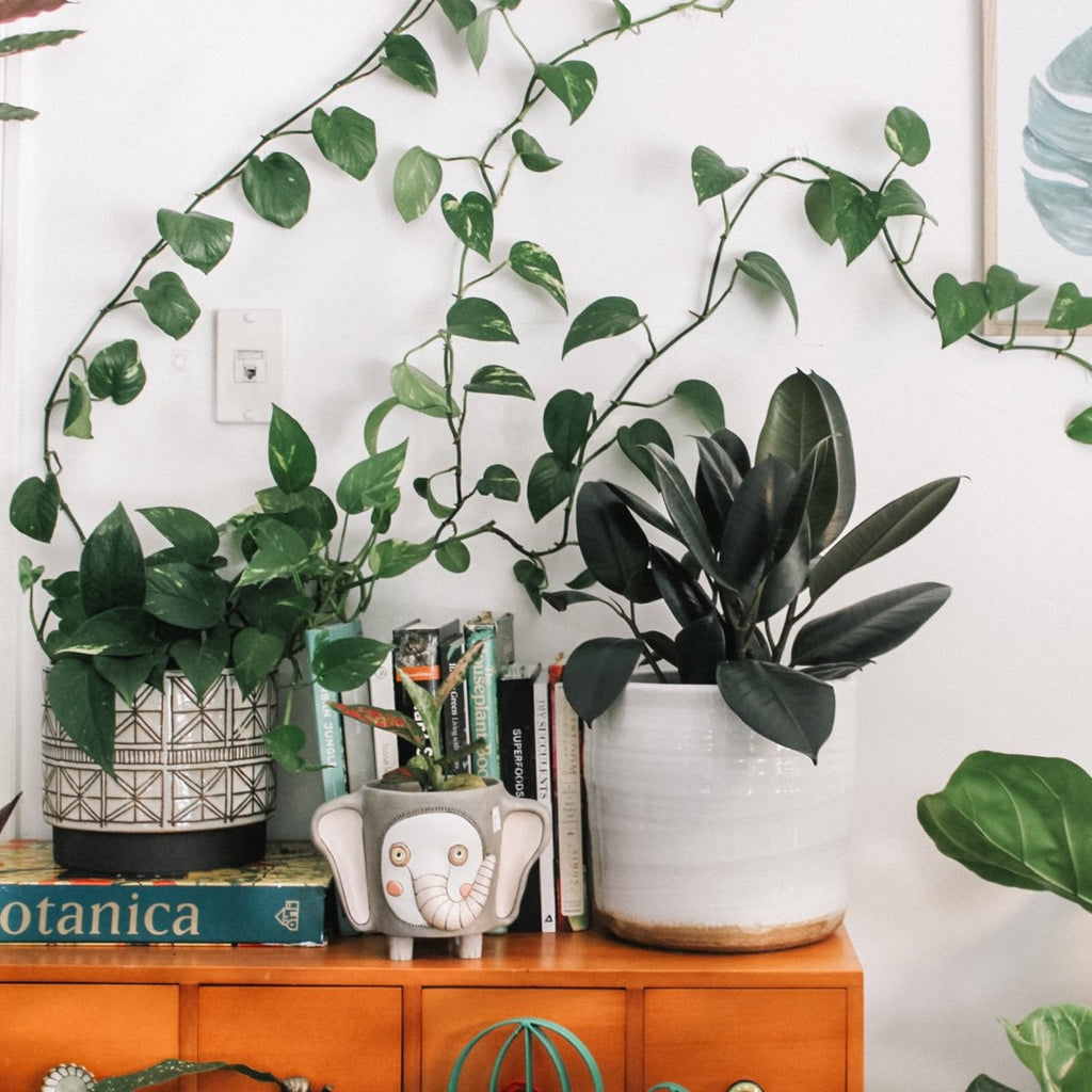 Connect With Nature Through Plant Music