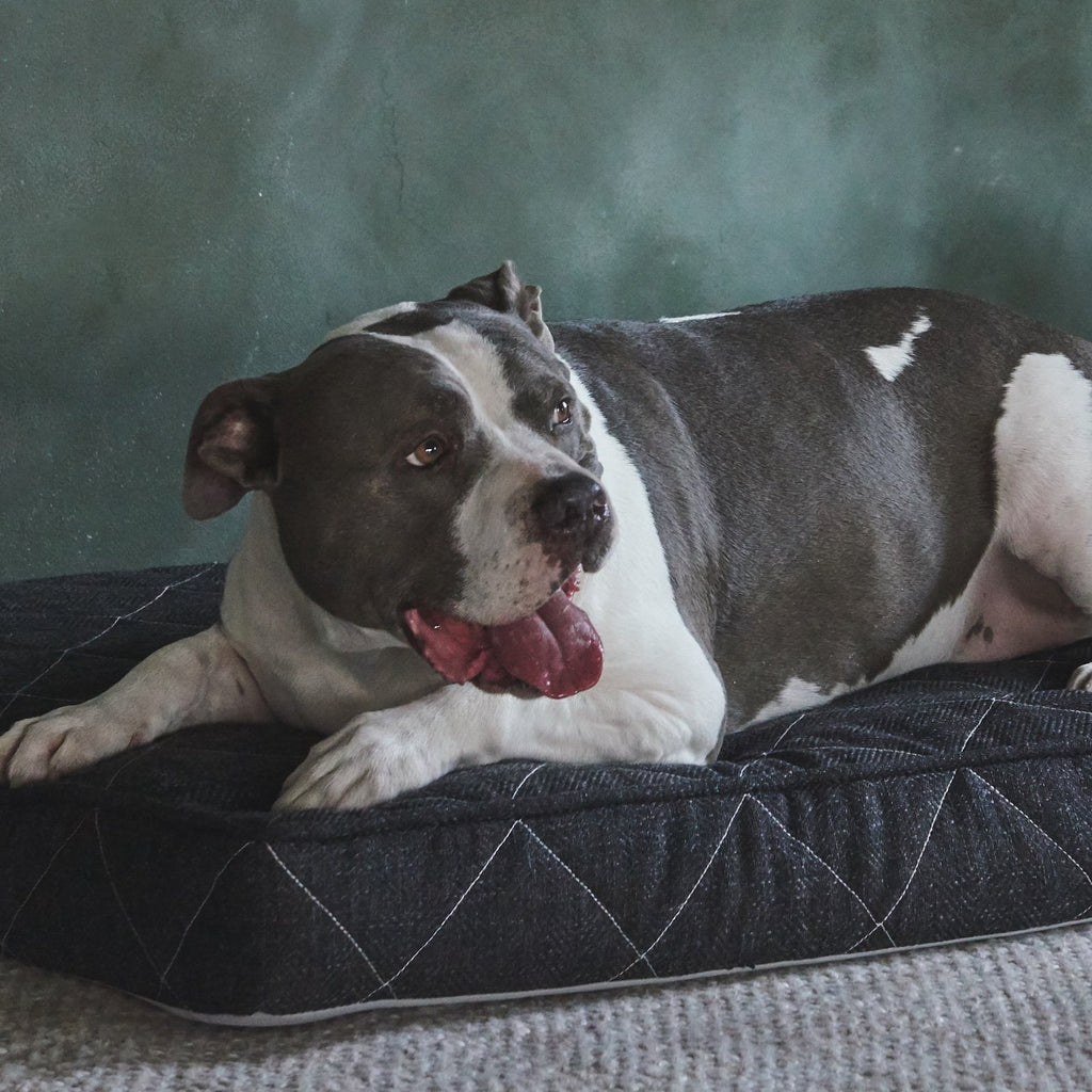 Griffith Pet Bed