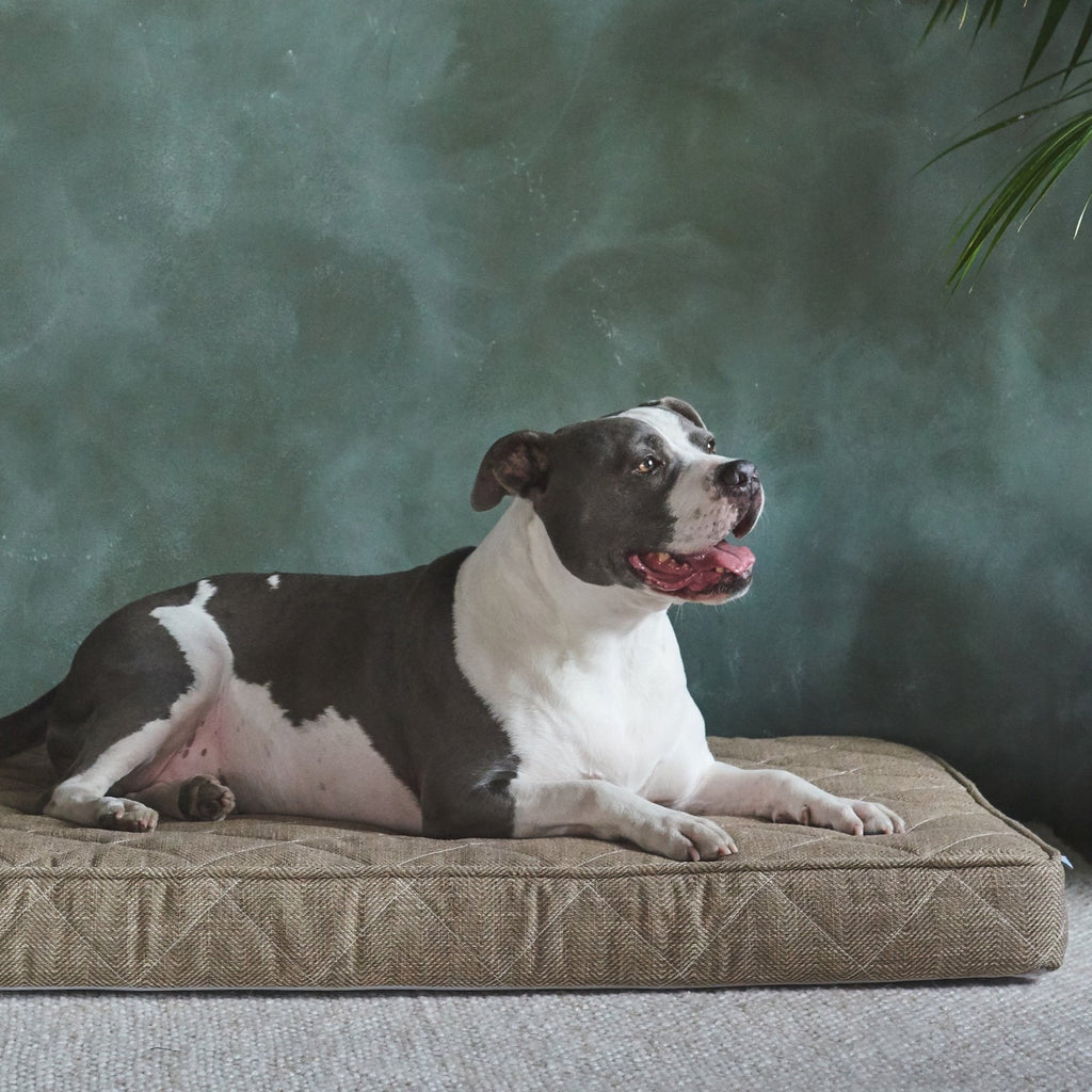 Brentwood Home Griffith Dog Bed