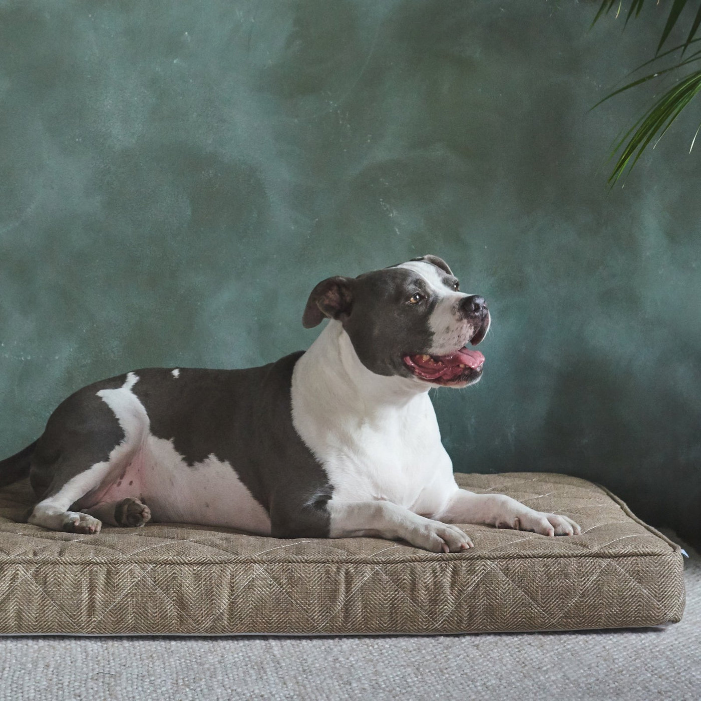 https://www.brentwoodhome.com/cdn/shop/products/BrentwoodHomeGriffithDogBed3_1400x.jpg?v=1617312905