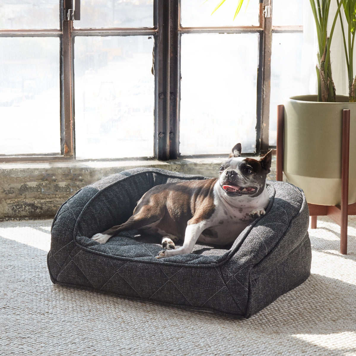 Large Orthopedic Dog Bed & Pet Beds Brentwood Home